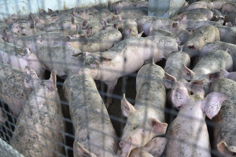 granja_bela_flor (6).JPG