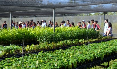 ifac_selo_verde-2.jfif