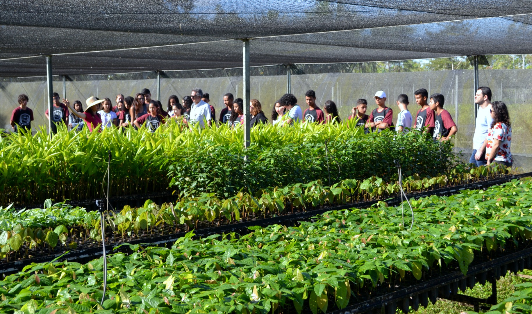 ifac_selo_verde-2.jfif