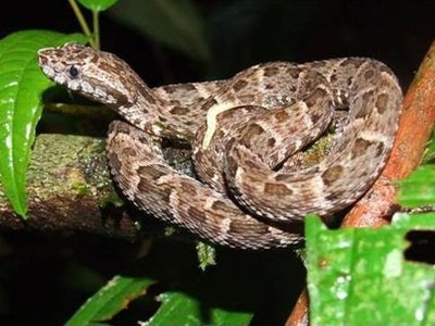 cobra-jararaca.jpg