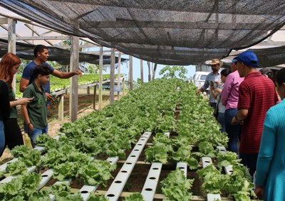 hidroponia_baixada (1).JPG