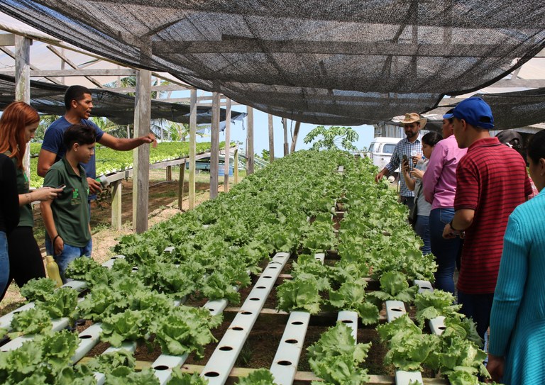 hidroponia_baixada (1).JPG