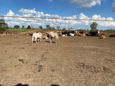 visita_fazenda_zootecnia_agroecologia_baixada (3).jpg