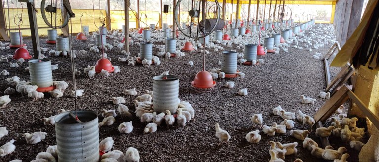 visita_zootecnia_acreaves_baixada (3).jpeg