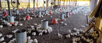 visita_zootecnia_acreaves_baixada (3).jpeg