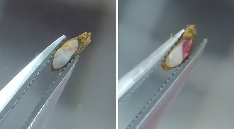 pesquisa_sementes_zootecnia (1).jpeg