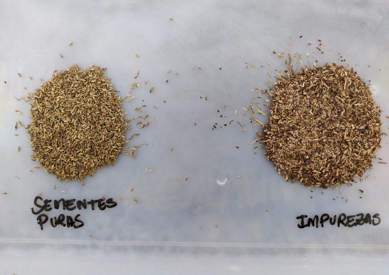 pesquisa_sementes_zootecnia (4).jpeg