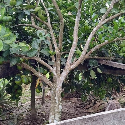 visita_tecnica_tarauaca (1).png