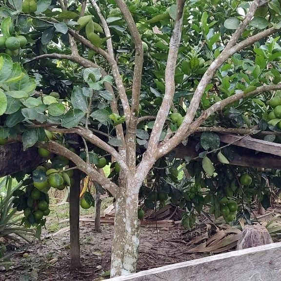 visita_tecnica_tarauaca (1).png