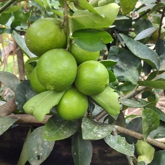 visita_tecnica_tarauaca (2).png