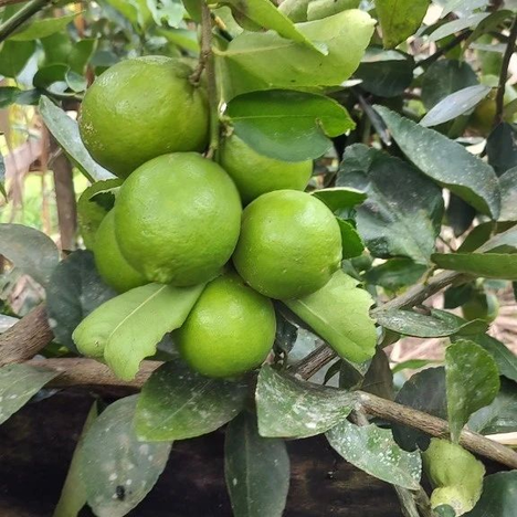 visita_tecnica_tarauaca (2).png