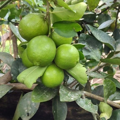 visita_tecnica_tarauaca (2).png