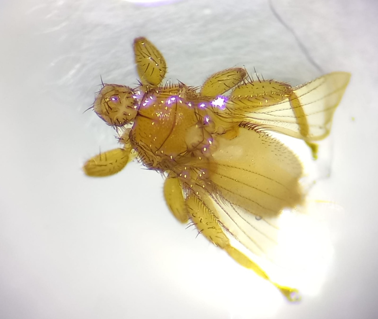 Foto 5. Mosca ectoparasita da espécie Trichobius longipes.jpeg