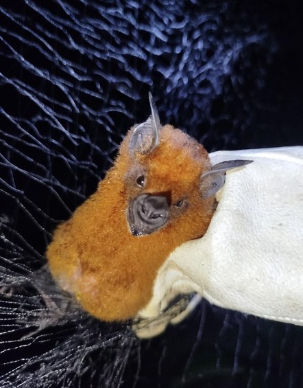 congresso morcegos rio branco (3).jpeg congresso morcegos rio branco (3).jpeg