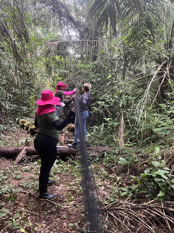 biologia reserva florestal humaita (4).jpeg