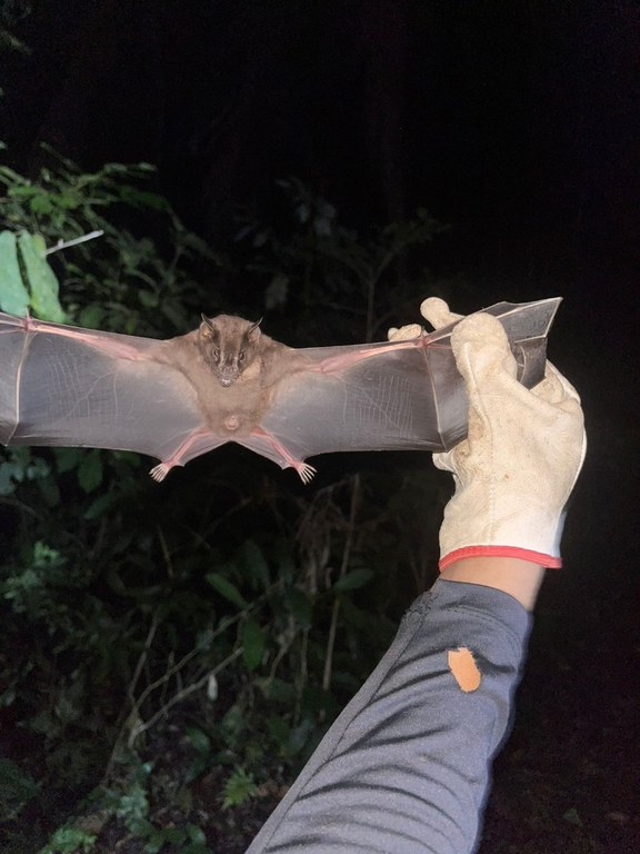 biologia reserva florestal humaita (9).jpeg