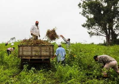 Assentamento rural no PR_capa.jpeg